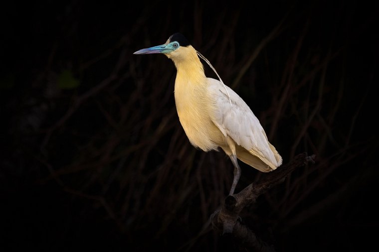 021 Noord Pantanal, kapreiger.jpg